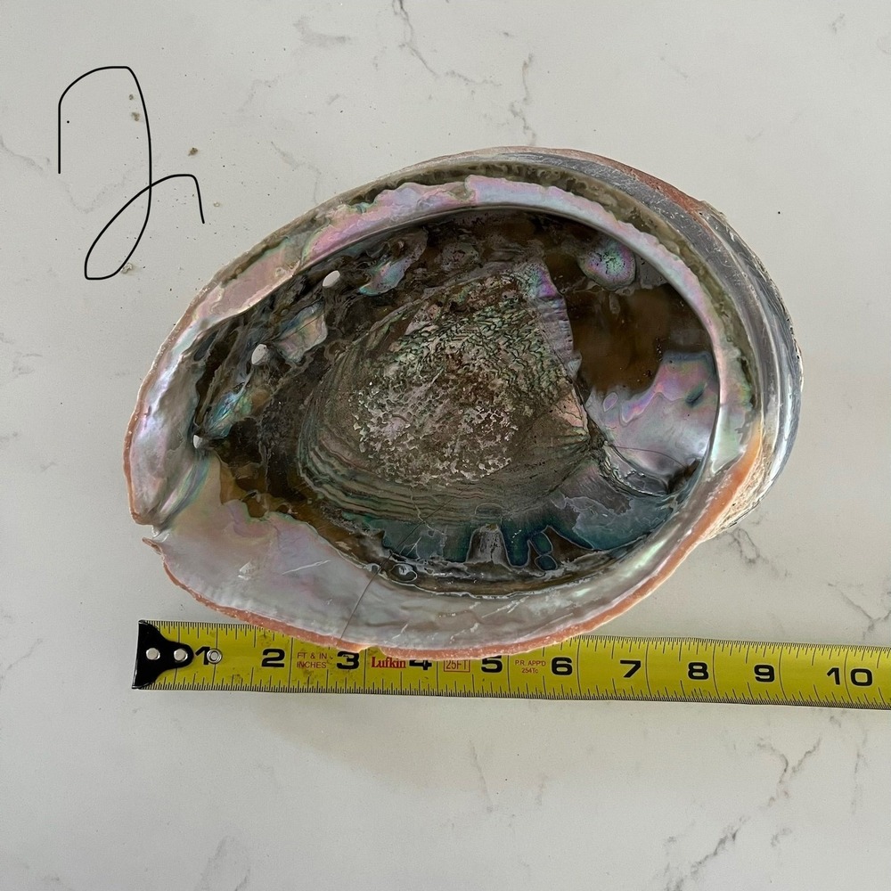 Natural Abalone Large Shell - Picture 12 of 16